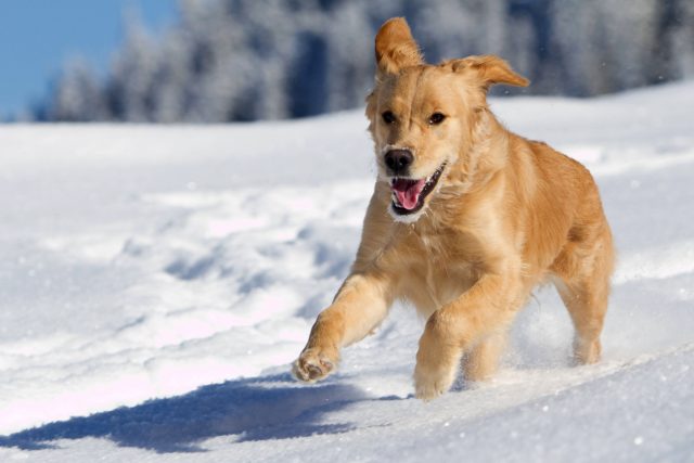 Golden Retriever im Schnee