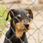 Im Tierheim warten die unterschiedlichsten Hunde auf eine neue Chance.