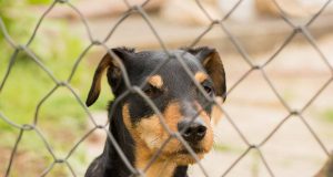 Im Tierheim warten die unterschiedlichsten Hunde auf eine neue Chance.