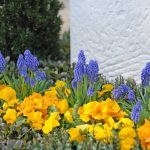 Nach den langen Wintermonaten setzen kleine Primeln erste kräftige Farbtupfer in die Natur.
