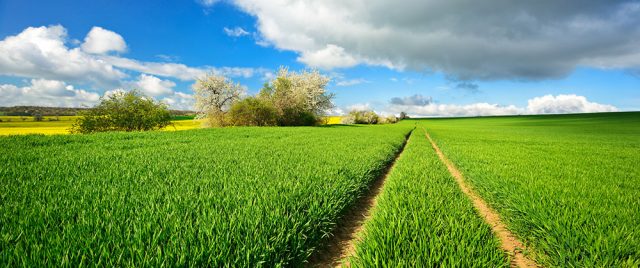 Landschaft im Frhling, grnes Feld, Traktorspur