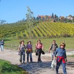 Rund um die Ausläufer des Steigerwaldes führen abwechslungsreiche Wanderwege durch Wald, Wiesen und Weinberge.