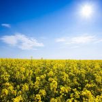 Die Rohstoffe für Biokraftstoffe in Deutschland stammen überwiegend von einheimischen Rapsfeldern und Reststoffen wie Frittierölen aus der Gastronomie.