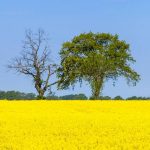 Landwirtschaftliche Flächen sinnvoll nutzen: Aus Raps entsteht Biokraftstoff und hochwertiges, eiweißreiches Tierfutter.