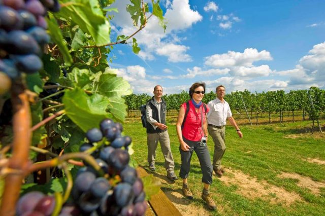 wandern Rund um die unterfränkische Stadt Schweinfurt bietet sich Wanderern eine Erlebnisregion voller Charme. Charaktervolle, vom Weinbau geprägte Landschaftszüge gehen hier sanft ineinander über.
