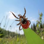 Sie sind gern in der freien Natur unterwegs? Beugen Sie Zeckenstichen vor und lassen Sie sich von ihrem Arzt zur FSME-Impfung beraten.