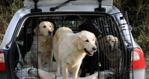 Auch Hunde müssen so sicher wie möglich im Auto untergebracht werden.