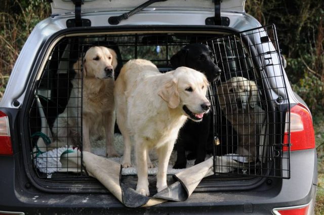 Auch Hunde müssen so sicher wie möglich im Auto untergebracht werden.