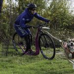 Um ihren Vierbeiner sinnvoll auszulasten, schwören immer mehr Hundebesitzer auf den Zughundesport.