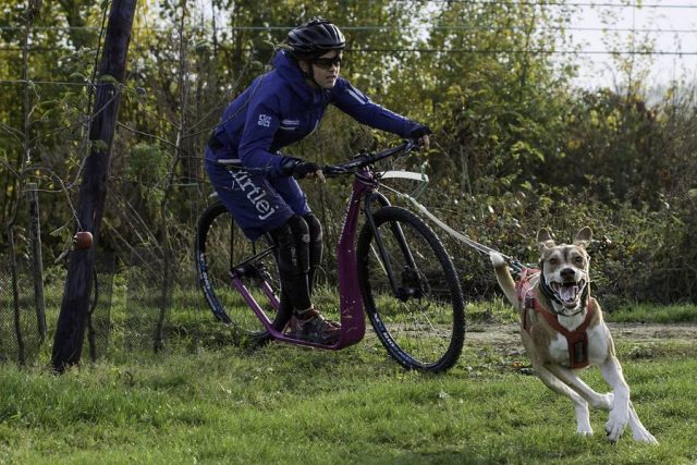 hundesport Um ihren Vierbeiner sinnvoll auszulasten, schwören immer mehr Hundebesitzer auf den Zughundesport.