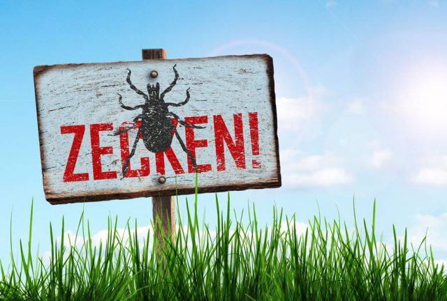 zecken Urlaubszeit ist Zeckenzeit. Vielen Reisenden ist jedoch nicht bewusst, dass Erkrankungen mit FSME auch in beliebten Ferienregionen und den deutschen Risikogebieten möglich sind.