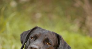 Besonders für aktive Familien mit Kindern der passende Partner: der Labrador.