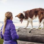 Reisen kann für den Hund zu Angst und Stress führen. Zum Glück gibt es Möglichkeiten, ihn ans Autofahren zu gewöhnen.