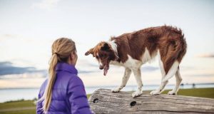 Reisen kann für den Hund zu Angst und Stress führen. Zum Glück gibt es Möglichkeiten, ihn ans Autofahren zu gewöhnen.