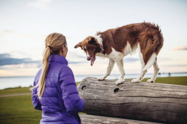 hund reisekrankheit Reisen kann für den Hund zu Angst und Stress führen. Zum Glück gibt es Möglichkeiten, ihn ans Autofahren zu gewöhnen.