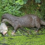 Teichbesitzer fürchten rückläufige Fischbestände durch die Rückkehr des Fischotters.