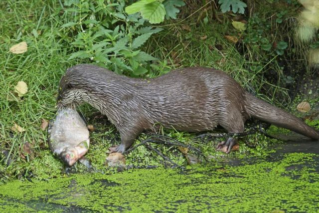 Teichbesitzer fürchten rückläufige Fischbestände durch die Rückkehr des Fischotters.