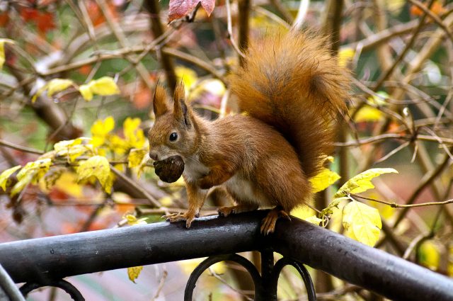 eichhoernchen Eichhörnchen Horst