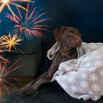 Sorgen Sie für ein entspanntes Silvester für Katze und Hund