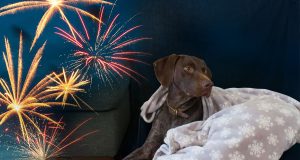 Sorgen Sie für ein entspanntes Silvester für Katze und Hund