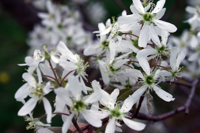 lra_felsenbirne Blüten der Felsenbirne sind eine Augenweide in dieser Jahreszeit.