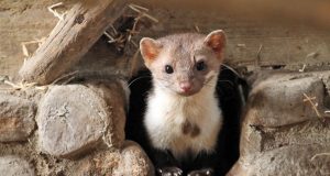 Der Steinmarder ist ein faszinierendes Wildtier, das als Kulturfolger selbst in Großstädten anzutreffen ist.