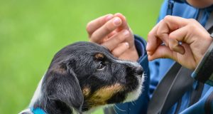 Hunde können bis zu 250 Worte "lernen"