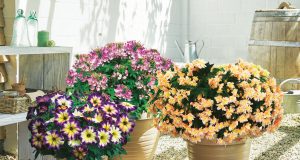 Vielblüher wie Petunien und Begonien verwandeln Balkon oder Terrasse im Handumdrehen in eine blühende Oase.