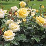 Üppig blühende Rosen sind der Stolz eines jeden Gartenbesitzers.