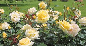 Üppig blühende Rosen sind der Stolz eines jeden Gartenbesitzers.