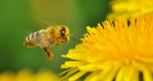 Jeder Garten- oder Balkonbesitzer kann helfen, wieder mehr Nahrungsquellen für Bienen & Co. zu schaffen.