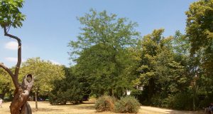 Hohe Temperaturen und lange Trockenperioden können auch in Deutschland zu Wasserknappheit führen.