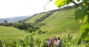 Bei einer Weinbergsführung lernen die Besucher Interessantes über den Weinbau.