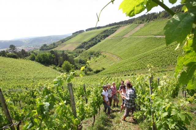 Bei einer Weinbergsführung lernen die Besucher Interessantes über den Weinbau.