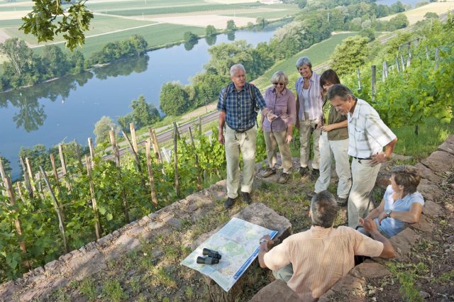 Im Herbst ist Weinlesezeit im Fränkischen Weinland, beim Wandern kann man sie hautnah und genussvoll erleben.
