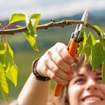 Kleineren Ästen lässt sich mit einer Gartenschere zu Leibe rücken.