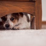 Für viele Hunde ist der Lärm am Silvesterabend ein verstörendes Trauma.