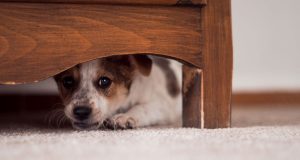 Für viele Hunde ist der Lärm am Silvesterabend ein verstörendes Trauma.