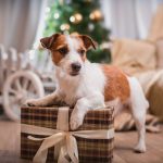 Als Familienmitglied bekommen selbstverständlich auch die vierbeinigen Lieblinge ein Geschenk zu Weihnachten.