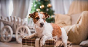 Als Familienmitglied bekommen selbstverständlich auch die vierbeinigen Lieblinge ein Geschenk zu Weihnachten.