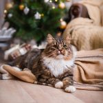 Eine neue Decke zum Kuscheln und Spielen - das sorgt für tierische Freude bei den Samtpfoten.