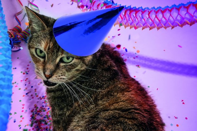 Fasching Kater Die Begegnung mit dem „Karnevalskater“ lässt sich vermeiden.