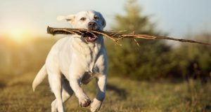 Aktiv bis ins hohe Alter - durch die richtige Ernährung und Bewegung bleiben die Gelenke beim Vierbeiner fit.