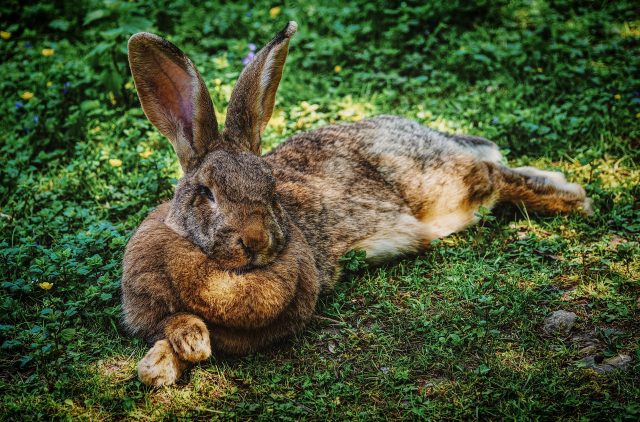 hare-4038246_1920