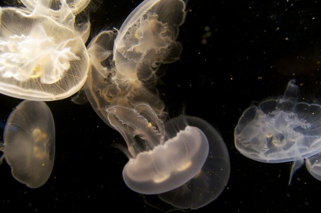 jellyfish-275577_1920