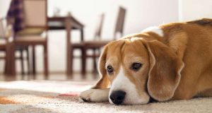 Auch wenn es schwerfällt - wenn man die treue Fellnase zu Hause alleine lassen muss, sollte man sich so souverän wie möglich verhalten, damit keine Ausnahmesituation entsteht. Tipps fürs Alleinsein. Foto: djd/CEVA/shutterstock