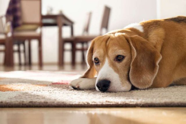 hund-angst Auch wenn es schwerfällt - wenn man die treue Fellnase zu Hause alleine lassen muss, sollte man sich so souverän wie möglich verhalten, damit keine Ausnahmesituation entsteht. Tipps fürs Alleinsein. Foto: djd/CEVA/shutterstock