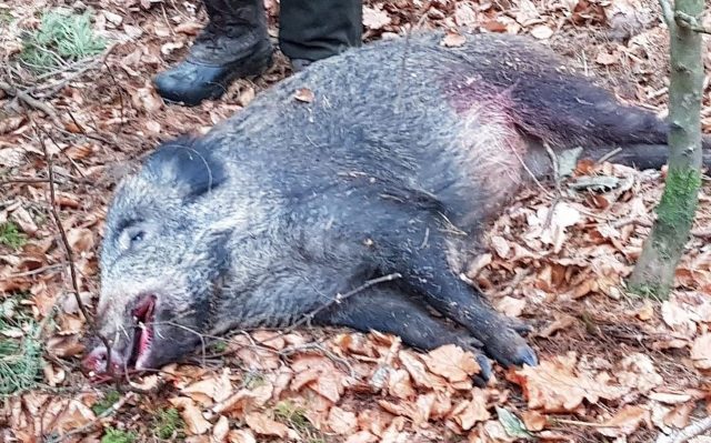 Wildschwein