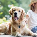 Bissverletzungen: So friedlich läuft das Zusammenleben zwischen Mensch und Hund nicht immer ab. Foto: djd/Hermes Arzneimittel GmbH/adpic