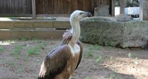 Gänsegeier im Wildpark
